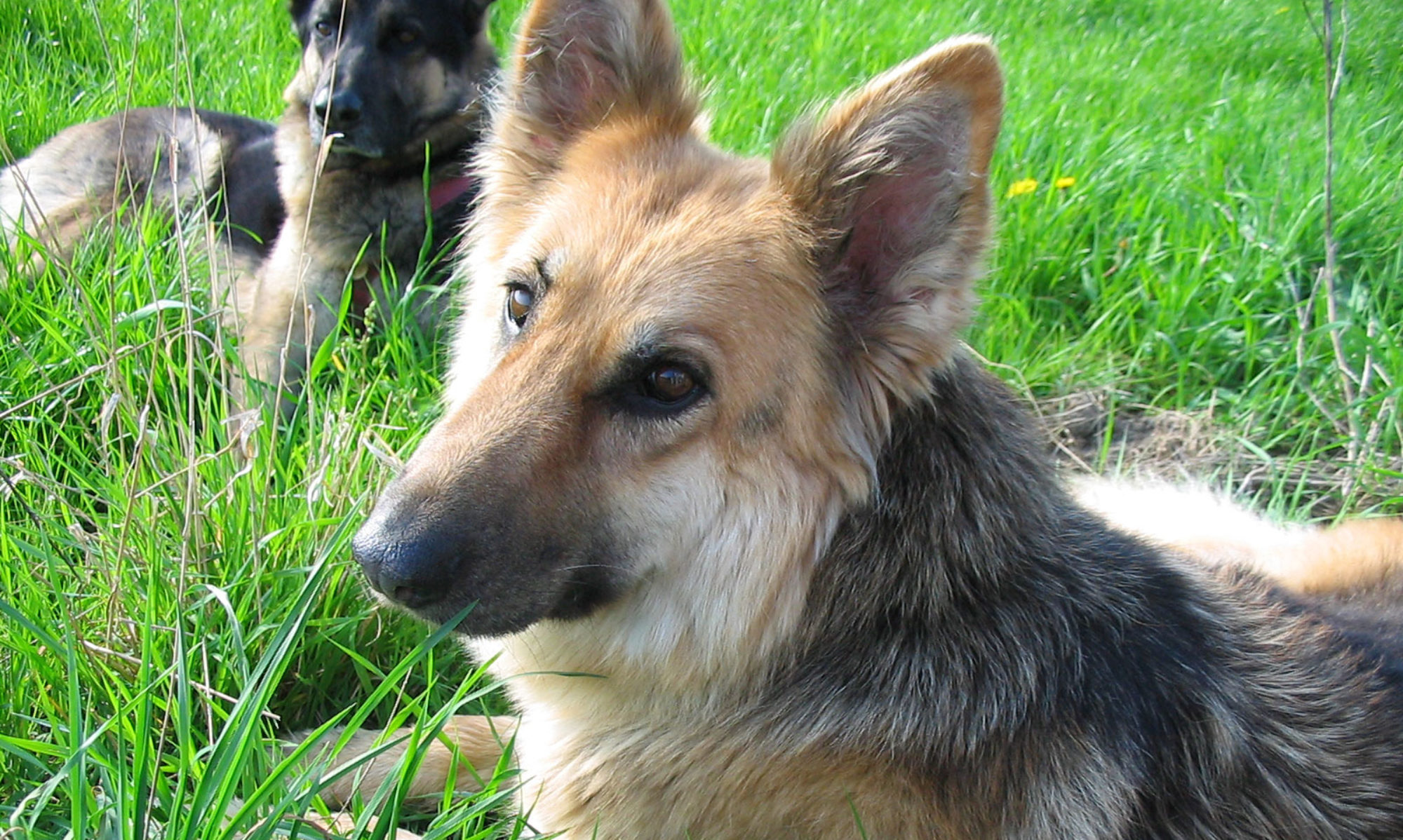 Stichting Hond en Gezondheid
